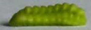 Larvae